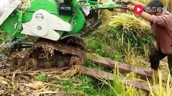 国产小型收割机视频,高效便捷的田间利器  第2张